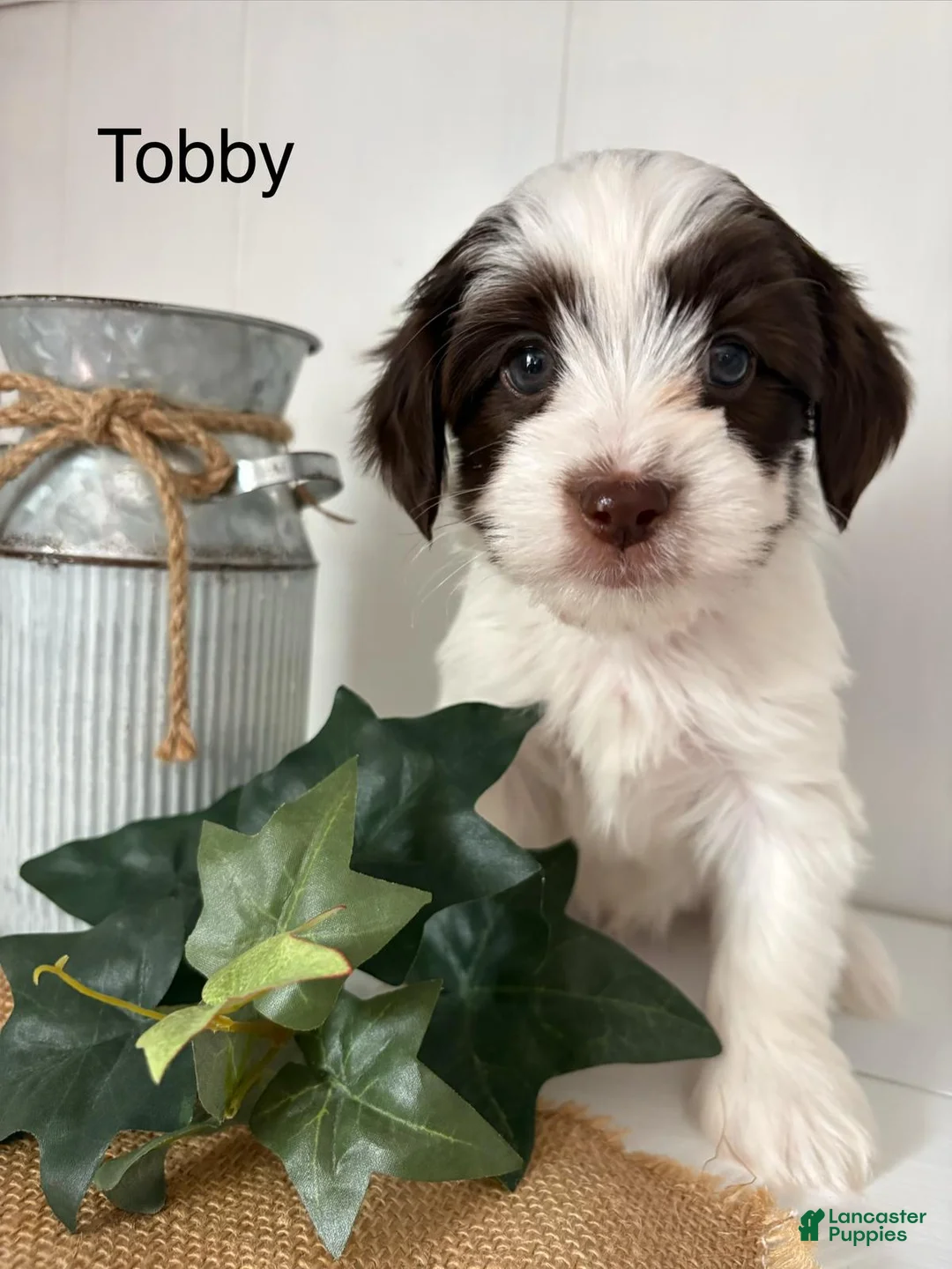 Yorkiepoo dogs for sale: Tobby - Ad 1
