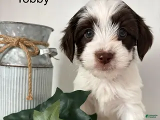 Yorkiepoo dogs Tobby - Ad 35