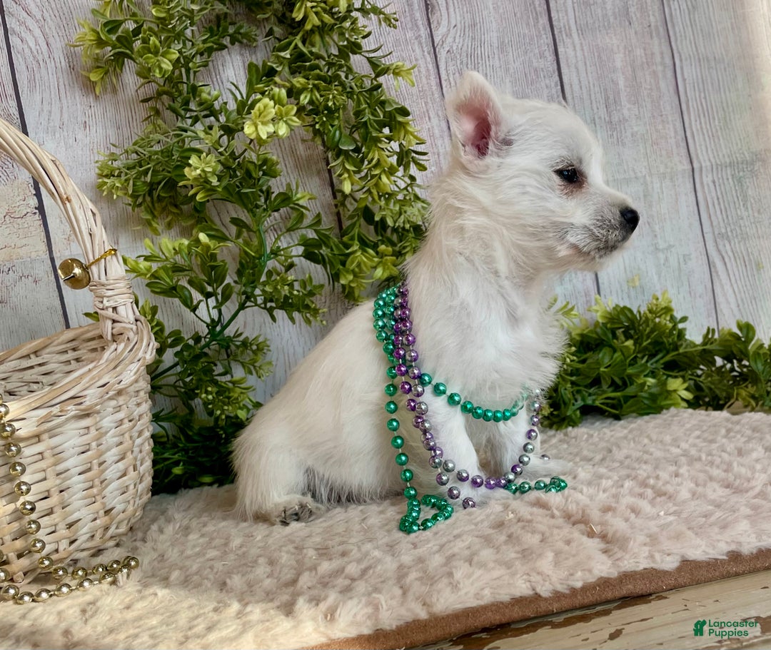West Highland Terrier dogs for sale: Leah, AKC - Ad 10