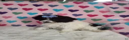 Yorkiepoo dogs for sale: Celestia Joy - Ad 2
