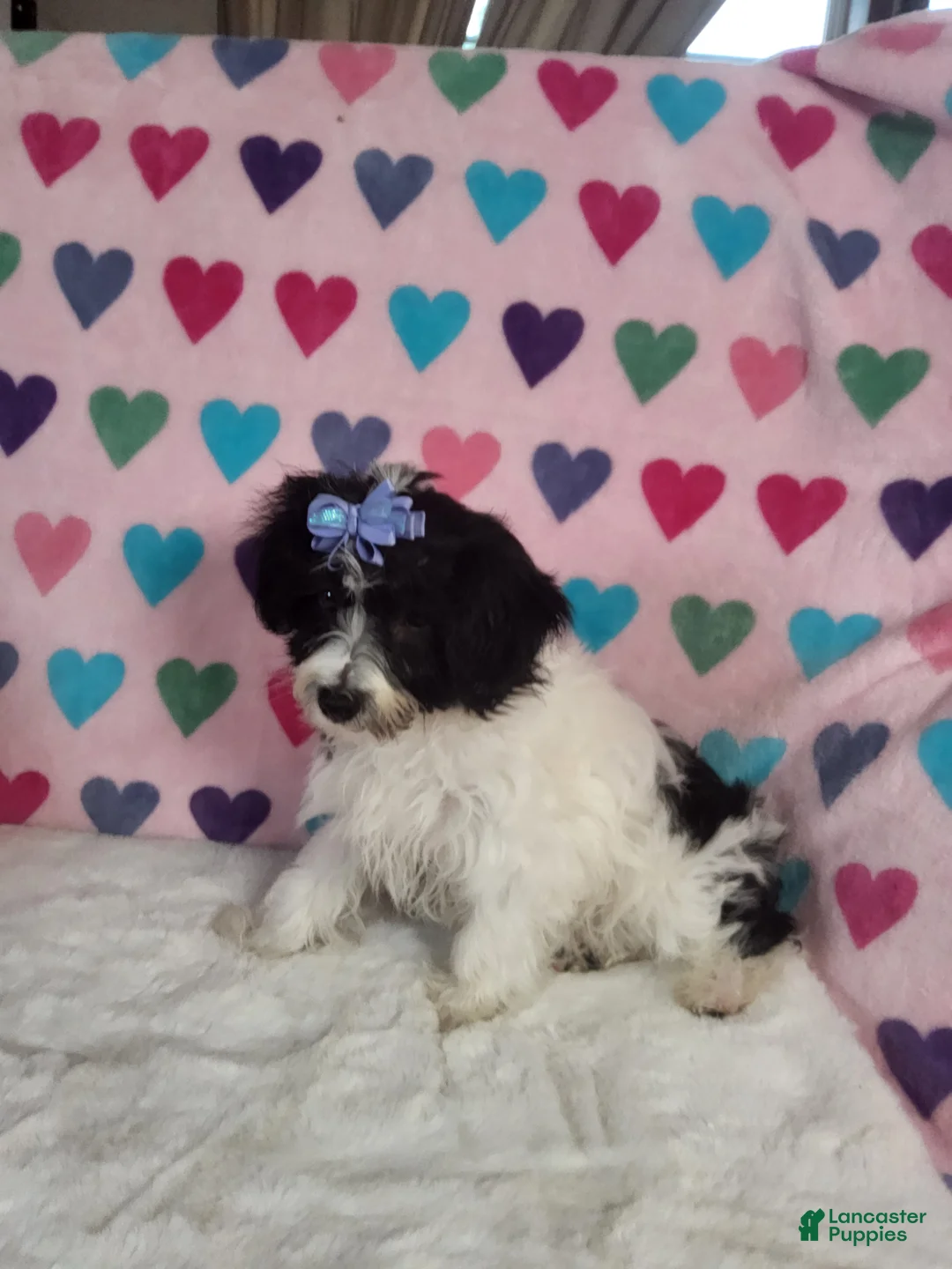 Yorkiepoo dogs for sale: Celestia Joy - Ad 2