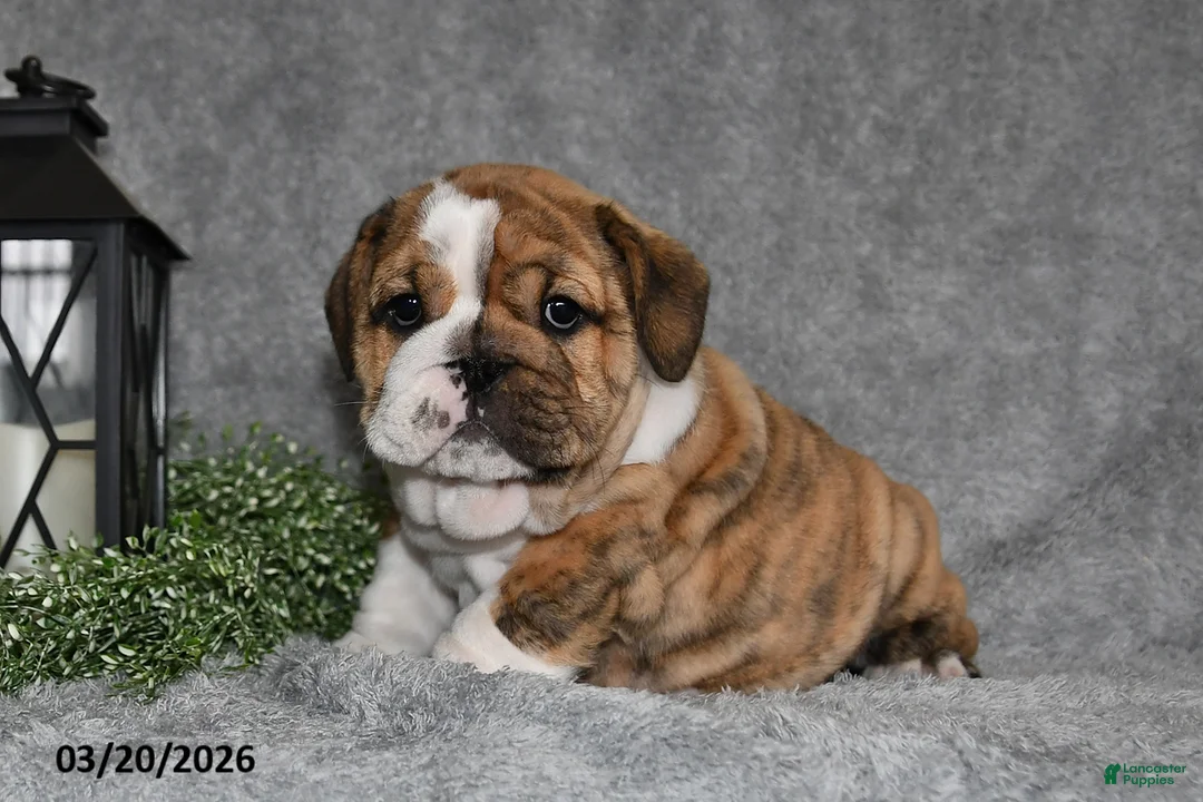 English Bulldog dogs for sale: Zeke - Ad 2