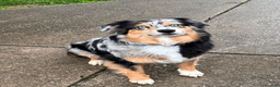 Australian Shepherd dogs for sale: Ranger - Male - Ad 8