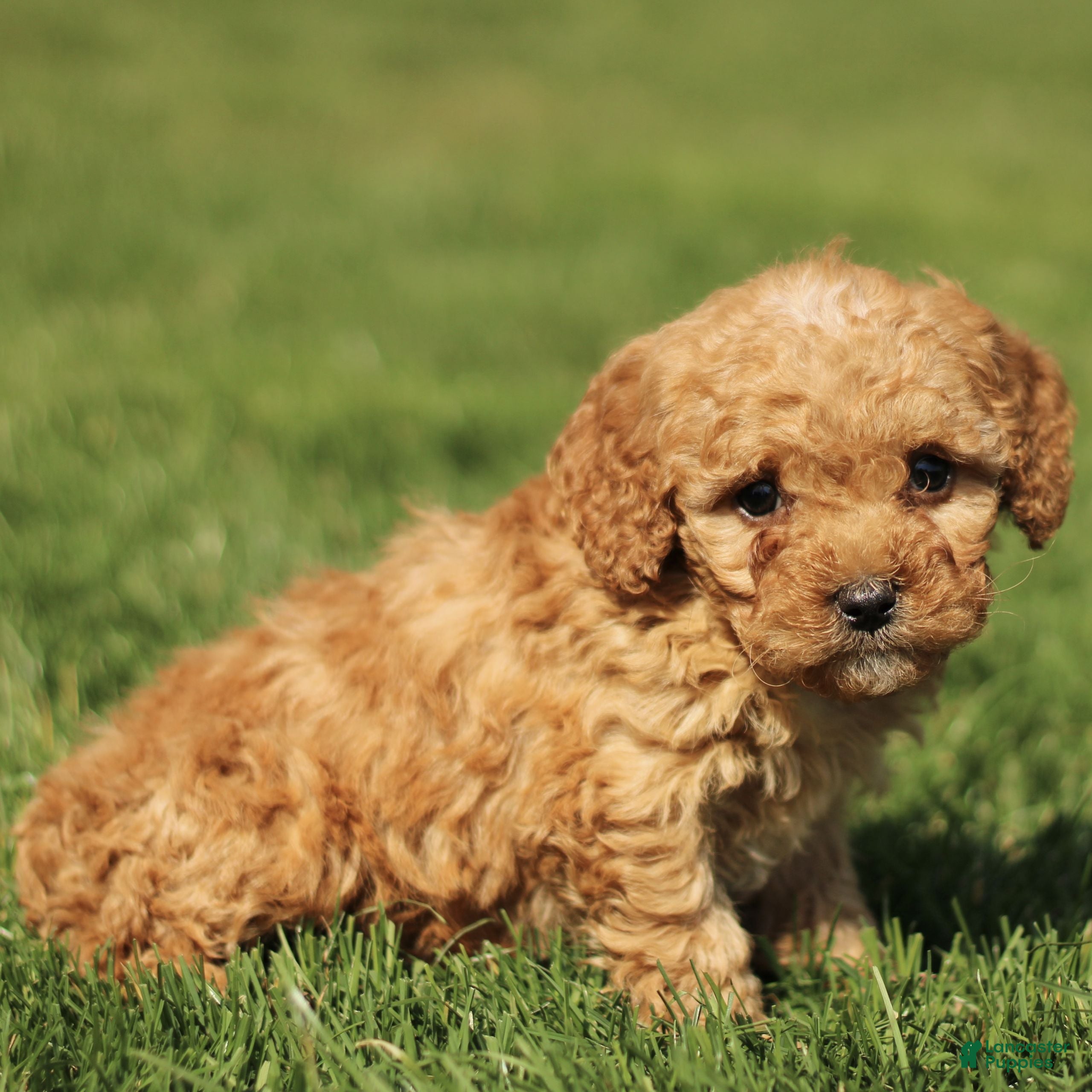 Cavapoo dogs Scout  - Ad 2