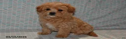 Maltipoo dogs for sale: Maggie - Ad 2