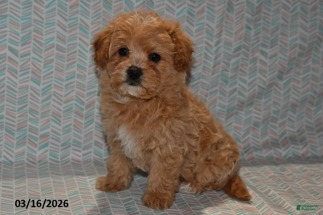 Maltipoo dogs for sale: Maggie - Ad 2