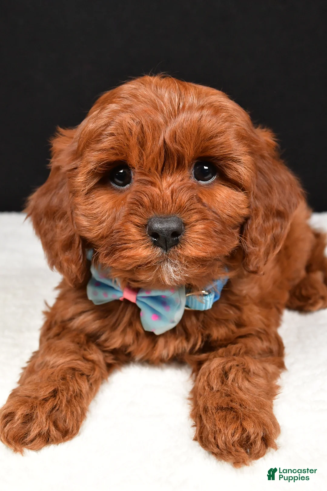 Cavapoo dogs for sale: Benji - Ad 4