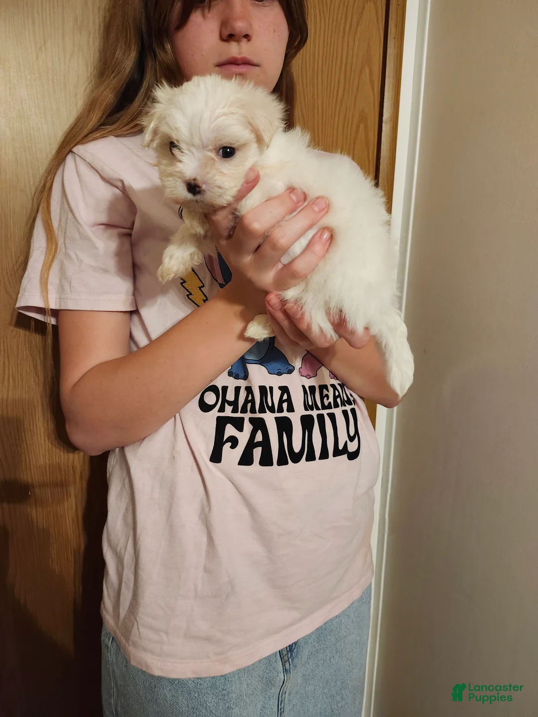 Maltese dogs for sale: Maltese 1 - Ad 2