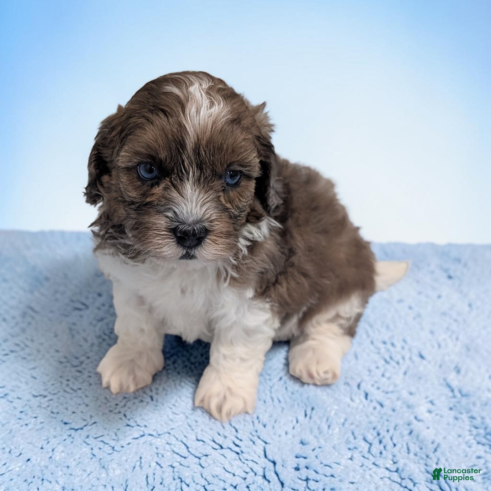 Shihpoo dogs Toby - Ad 1
