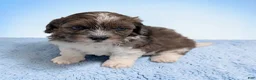 Shihpoo dogs for sale: Toby - Ad 1