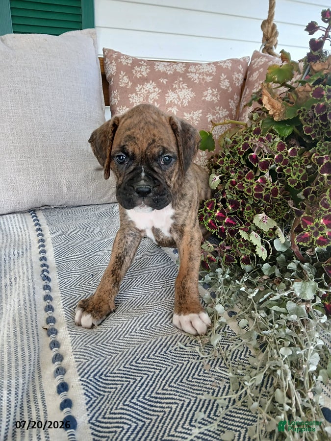 Boxer dogs Cyrus - Ad 2