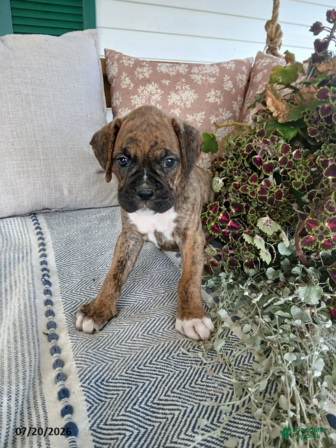 Boxer dogs for sale: Cyrus - Ad 2