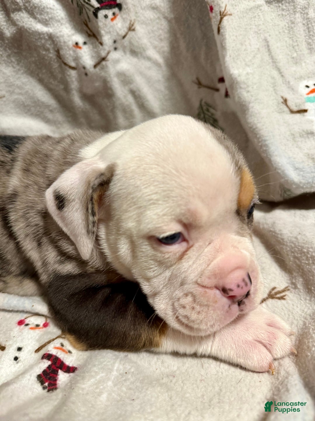 Olde English Bulldogge dogs for sale: Alexandria - Ad 4