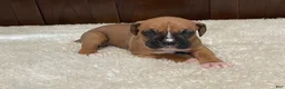 Boxer dogs for sale: Rocky - Ad 2