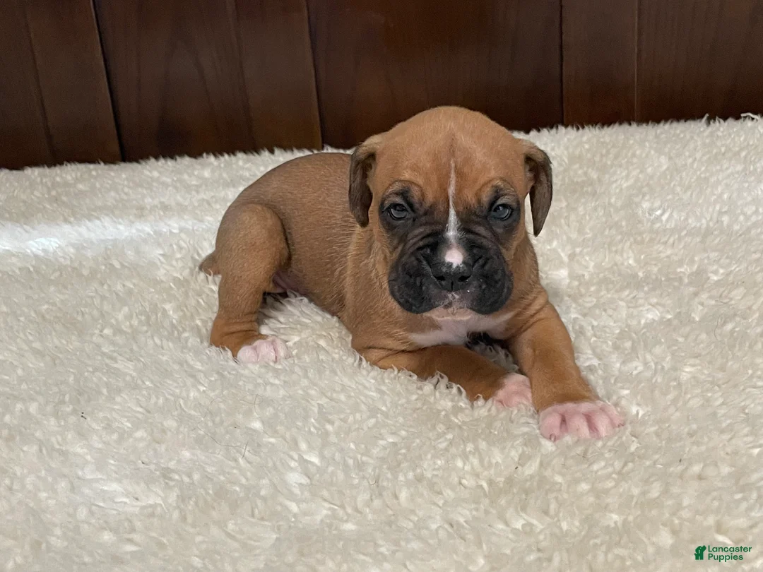Boxer dogs for sale: Rocky - Ad 2