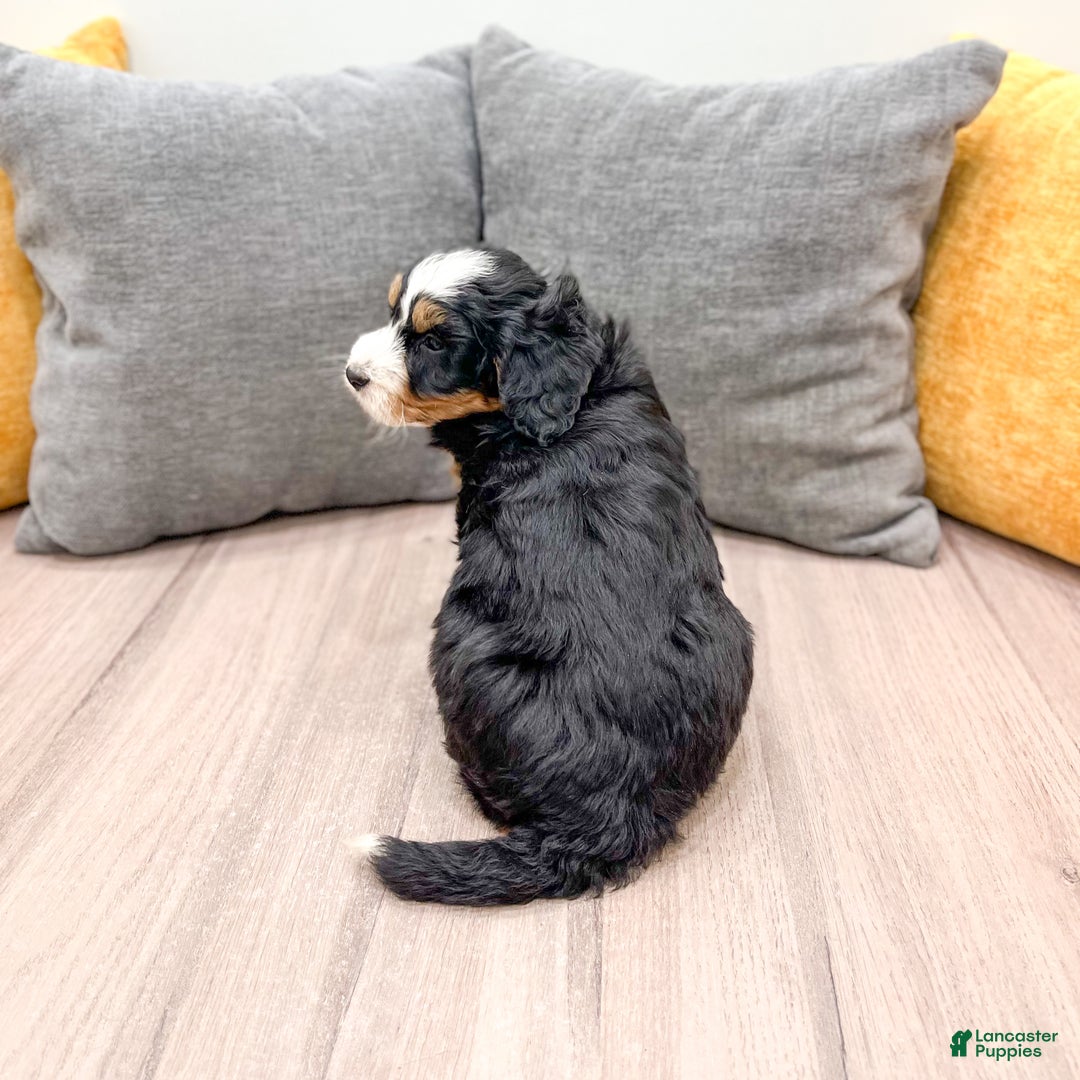 Mini Bernedoodle dogs for sale: Maddie - Ad 8