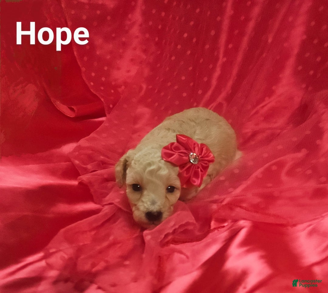 Toy Poodle dogs for sale: Hope - Ad 3