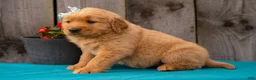 Golden Retriever dogs for sale: Tierra - Ad 4