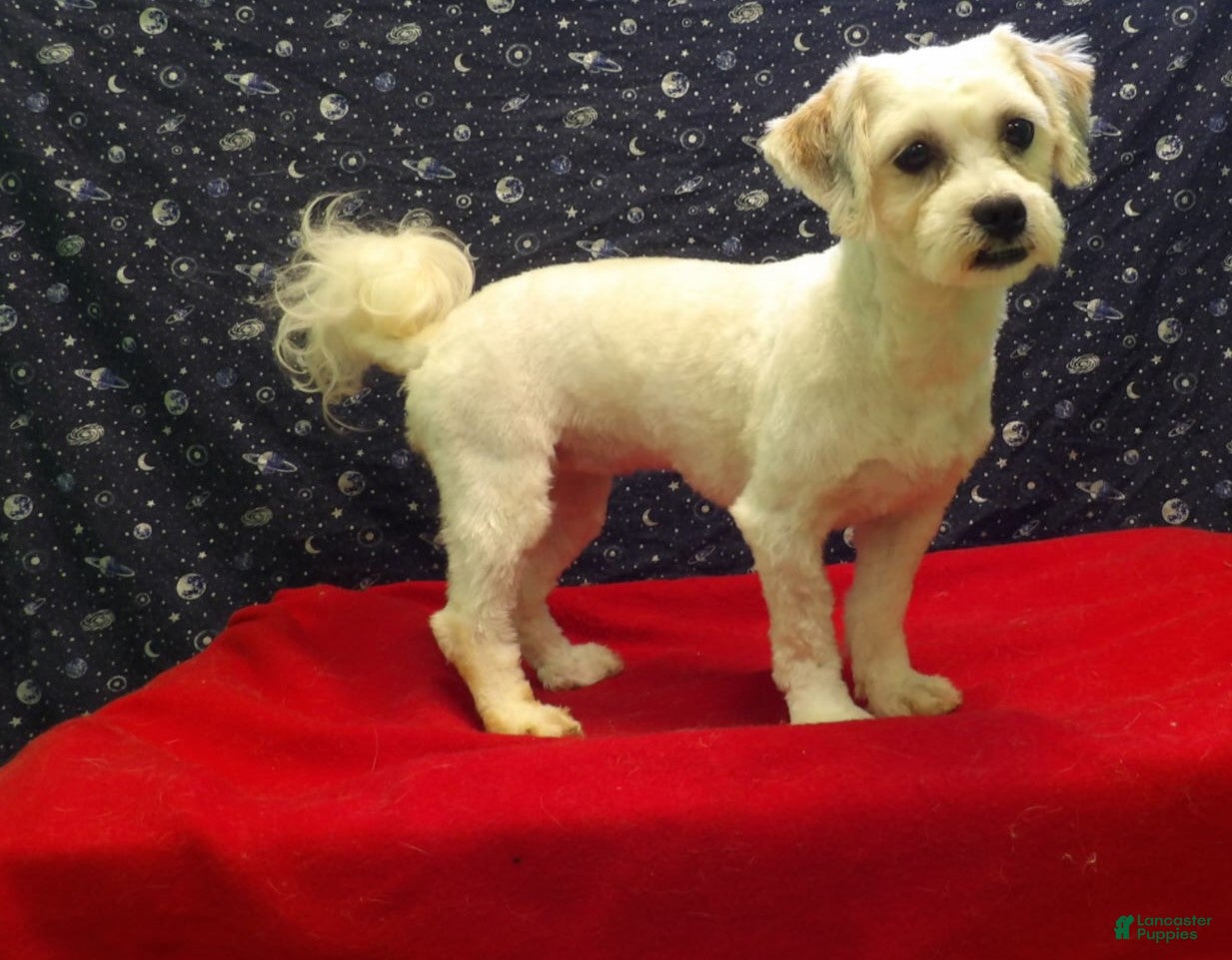 Shih Tzu dogs Suzan - Ad 26