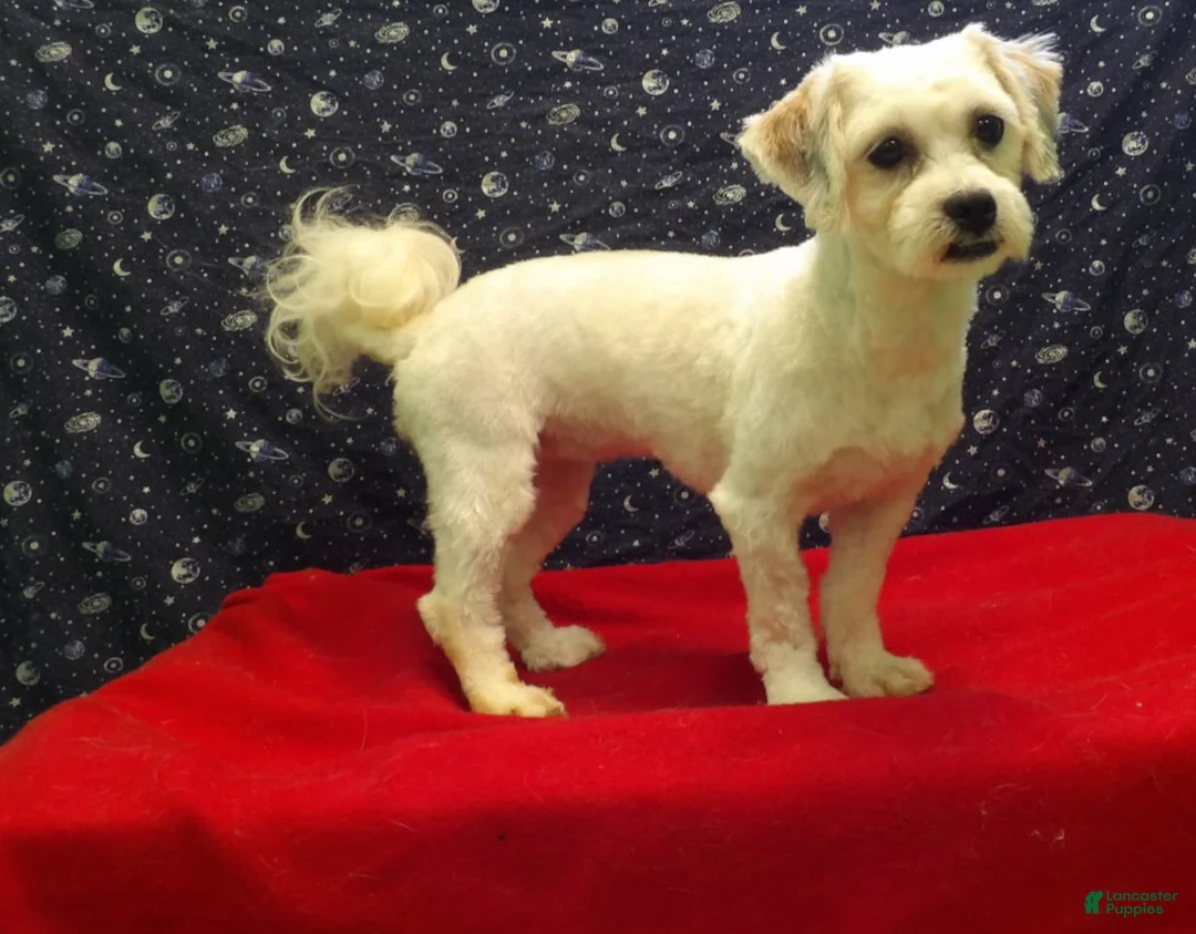 Shih Tzu dogs for sale: Suzan - Ad 1