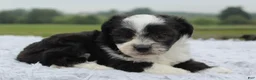Mini Aussiedoodle dogs for sale: Mini Aussiedoodle 5 - Ad 2