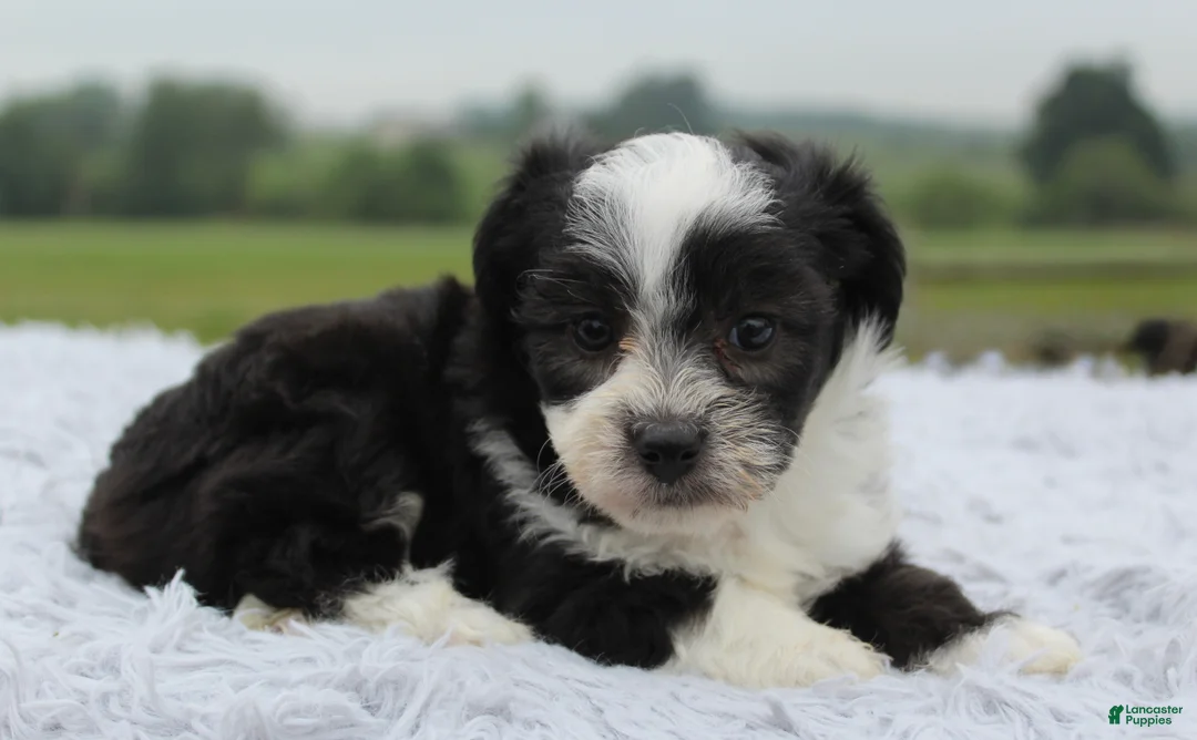Mini Aussiedoodle dogs for sale: Mini Aussiedoodle 5 - Ad 2
