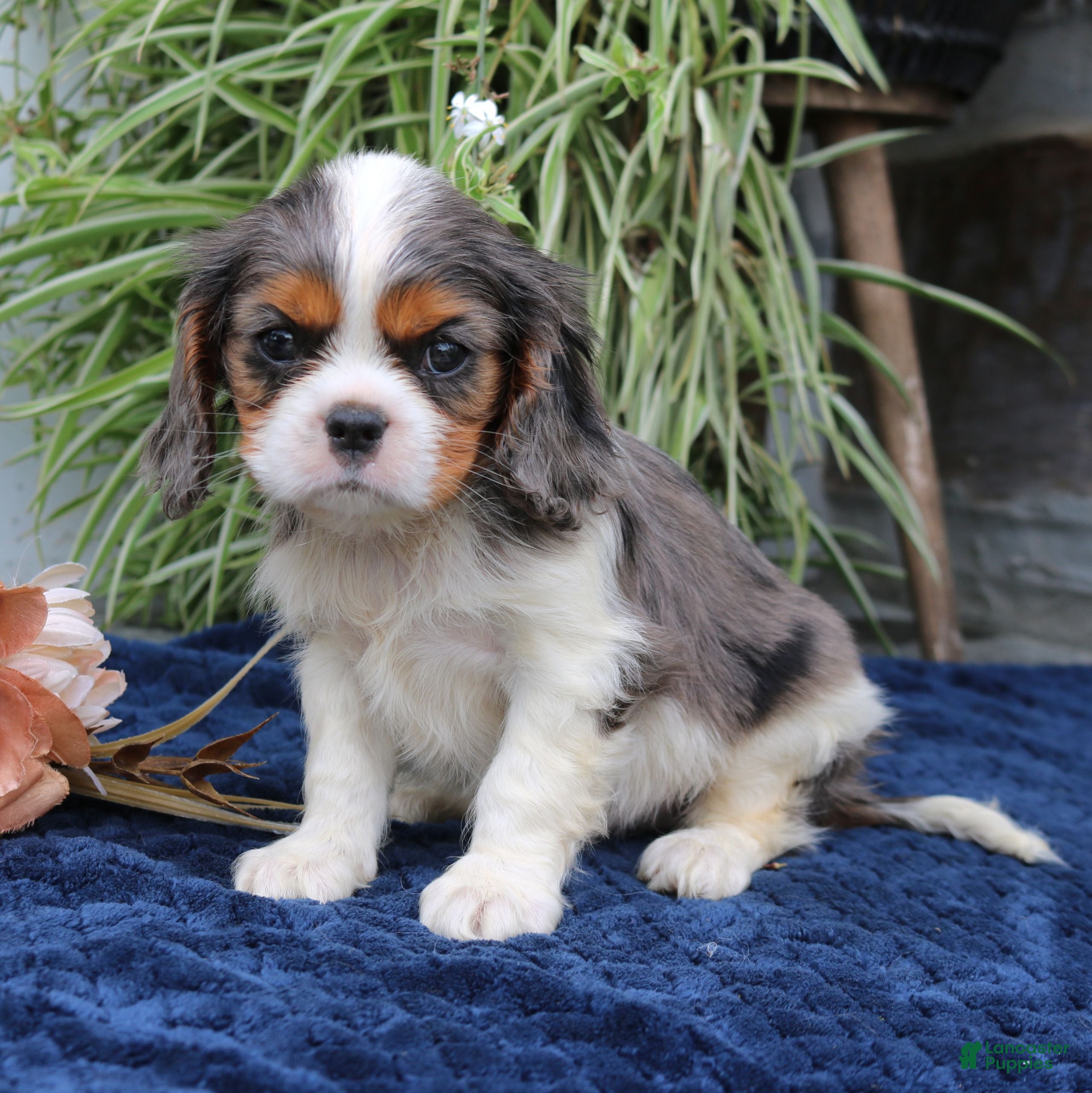 Cavalier King Charles Spaniel dogs Jaxon  - Ad 1