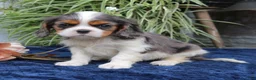 Cavalier King Charles Spaniel dogs for sale: Jaxon  - Ad 1