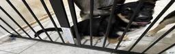 Gerberian Shepsky dogs for sale: Astrid - Ad 4
