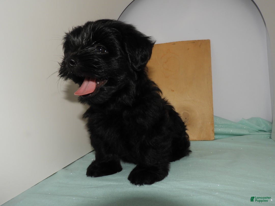 Mixed Breed dogs for sale: Mixed Breed Puppy 3 - Ad 6