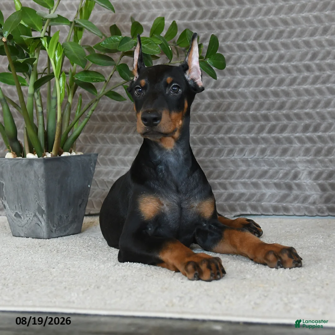 Doberman Pinscher dogs for sale: Oakley - Ad 2