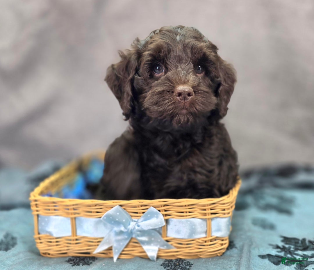 Cockapoo dogs for sale: Breeze - Ad 1