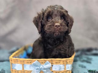 Cockapoo dogs Breeze - Ad 26