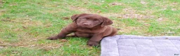 Labrador Retriever dogs for sale: Mac - Ad 3
