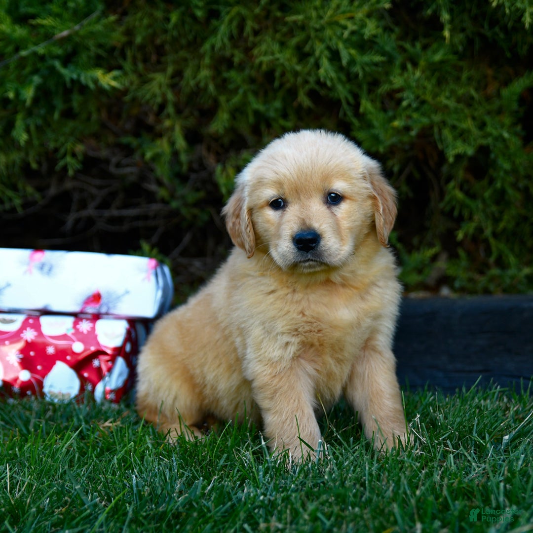 Golden Retriever dogs for sale: Ella - Ad 3