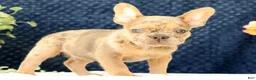 French Bulldog dogs for sale: Blaze - Ad 8