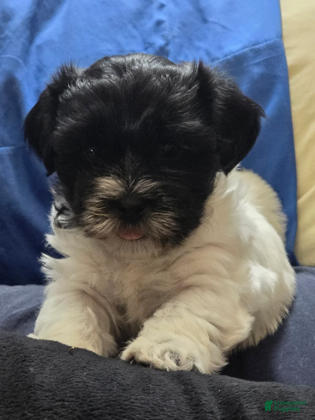 Teddy Bear dogs for sale: Teddy Bear Puppy 5 Daisy Mae - Ad 1