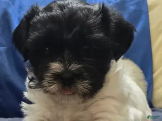 Teddy Bear dogs Teddy Bear Puppy 5 Daisy Mae - Ad 25