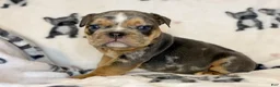 English Bulldog dogs for sale: Versace - Ad 56