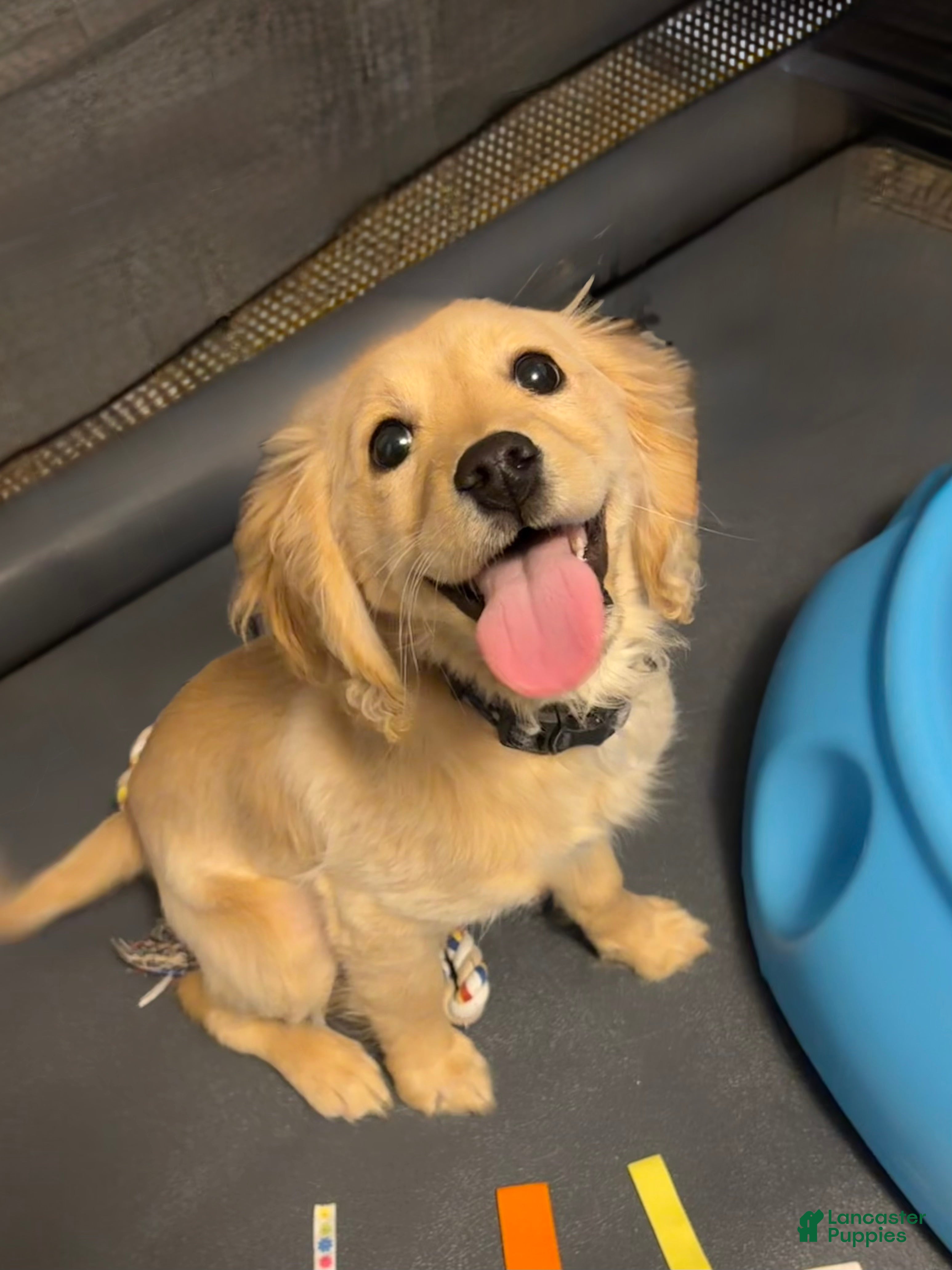 Miniature Golden Retriever dogs Miniature Golden Retriever Puppy 2 - Ad 23