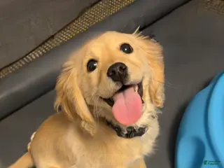 Miniature Golden Retriever dogs Miniature Golden Retriever Puppy 2 - Ad 23