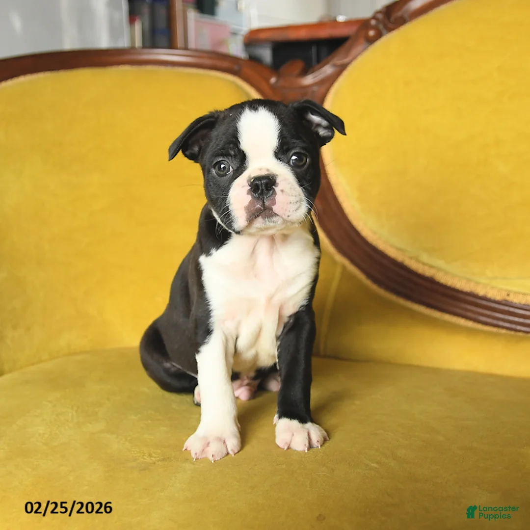 Boston Terrier dogs for sale: Shane - Ad 3