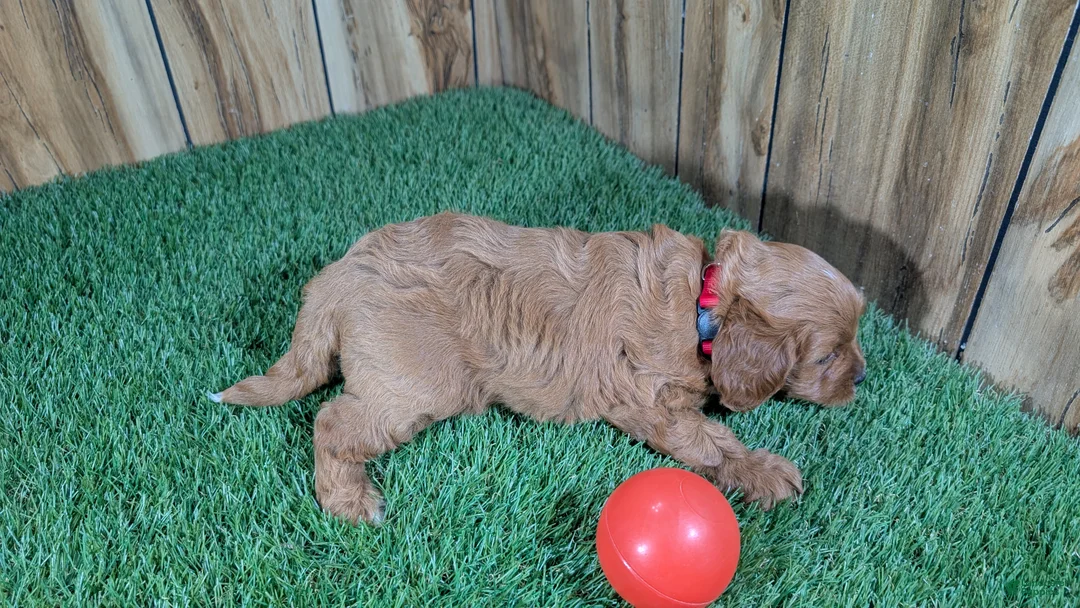 Cavapoo dogs for sale: Harlow Girl 1 - Ad 6