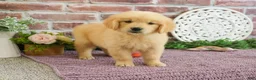 Golden Retriever dogs for sale: Gabriella - Ad 2