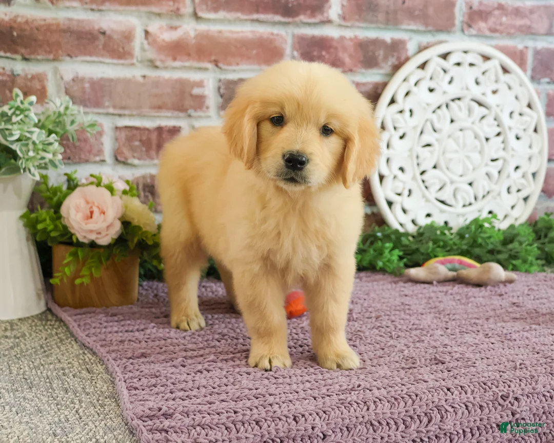 Golden Retriever dogs for sale: Gabriella - Ad 2