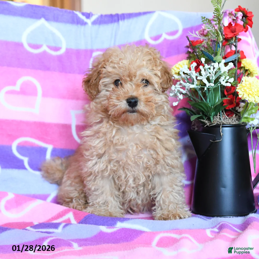 Toy Poodle dogs for sale: Teddy - Ad 3