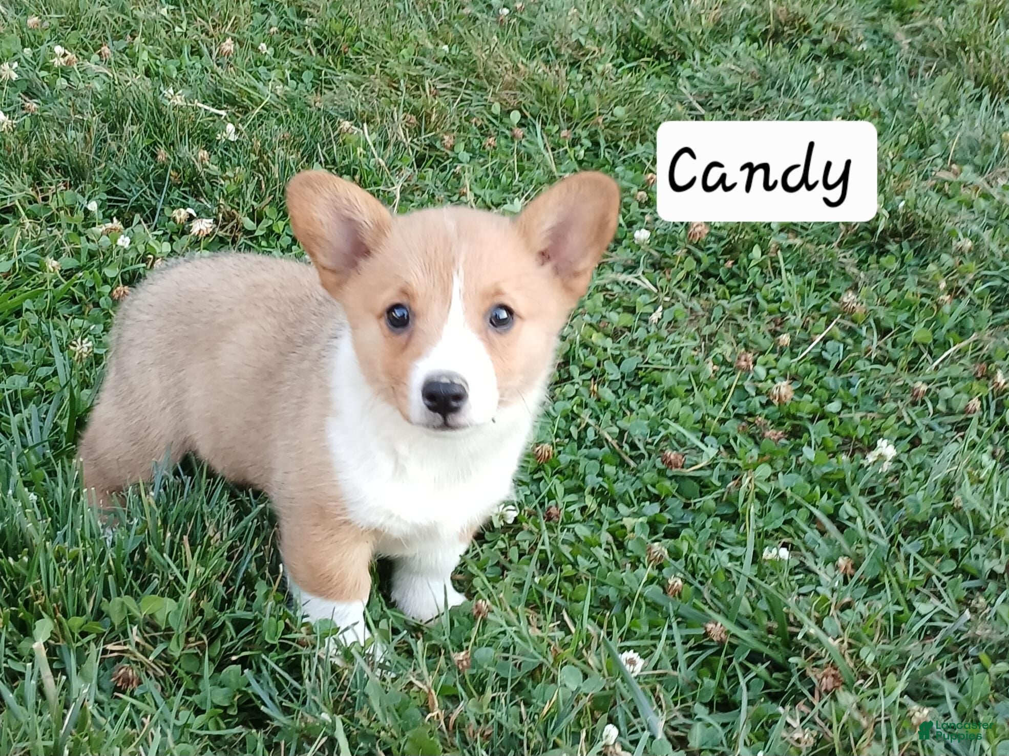 Welsh Corgi Pembroke dogs Candy - Ad 2