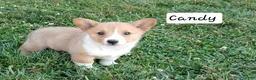 Welsh Corgi Pembroke dogs for sale: Candy - Ad 2
