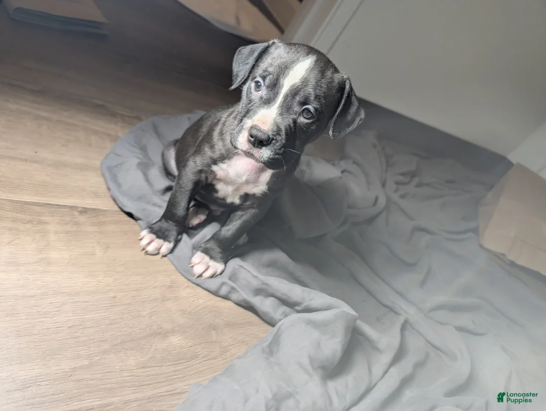 American Pit Bull Terrier dogs for sale: Bubba - Ad 2