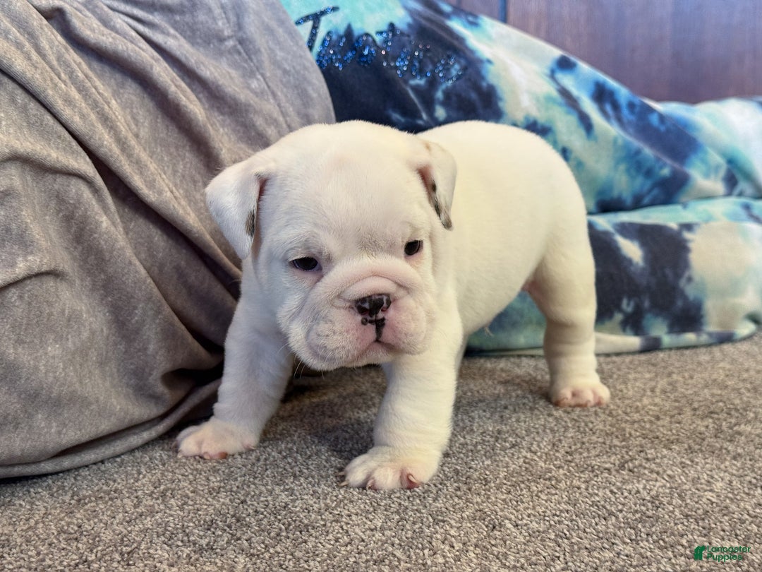 English Bulldog dogs for sale: Jasper - Ad 4